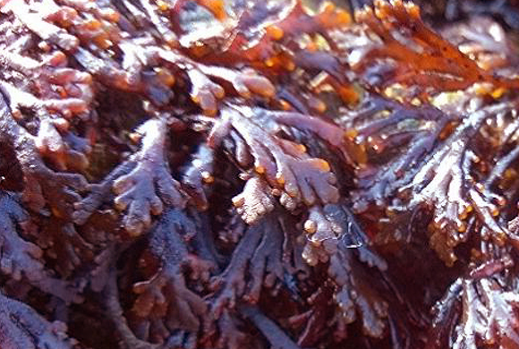Pepper Dulse