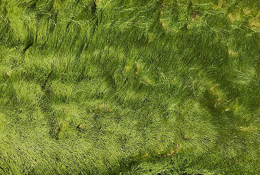 Bright green sea greens carpeting the shore, the seaweeds distilled in Shanty Seaweed Botanical Vodka