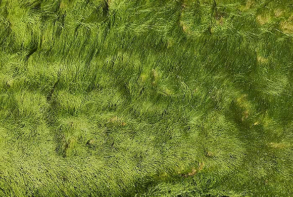 Bright green sea greens carpeting the shore, the seaweeds distilled in Shanty Seaweed Botanical Vodka