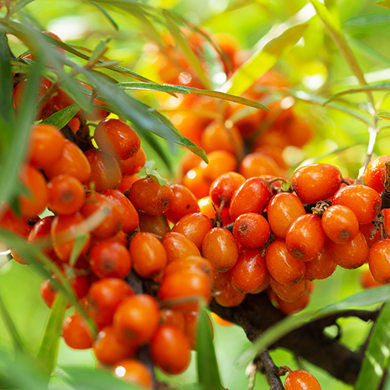 Bright orange sea buckthorn berries on the branch, the tangy botanical in Shanty Seaweed Botanical Vodka